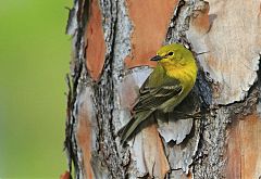 Pine Warbler